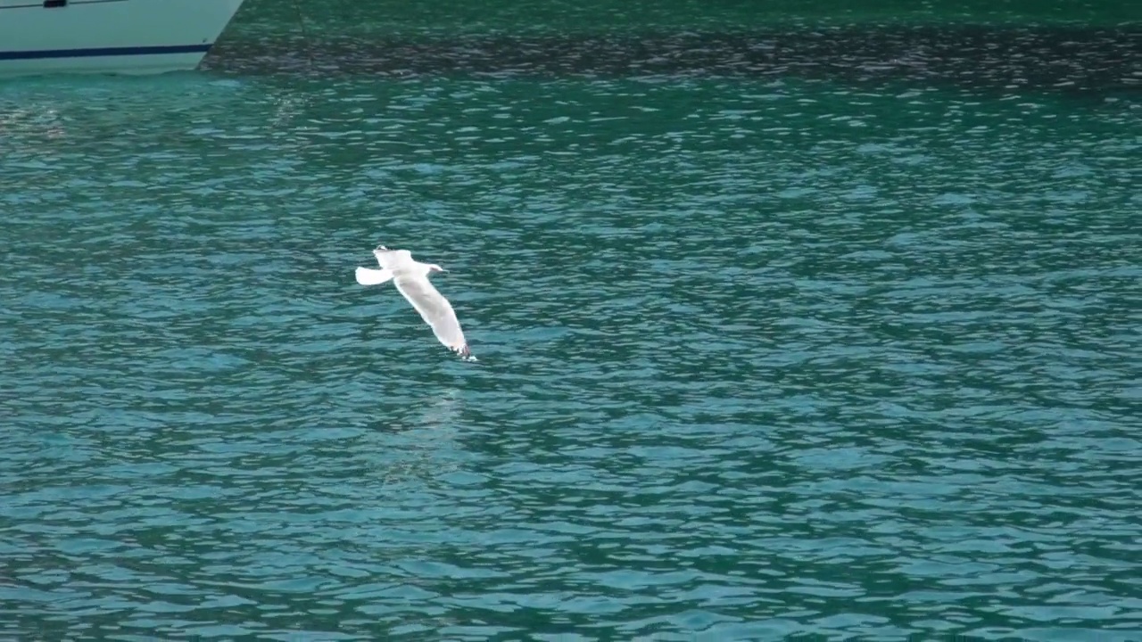 海鸥在海面上飞翔视频素材