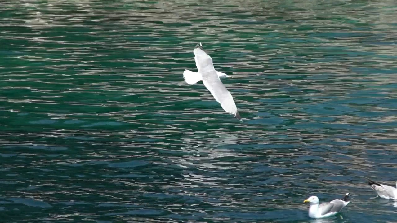 海鸥在海面上飞翔视频素材