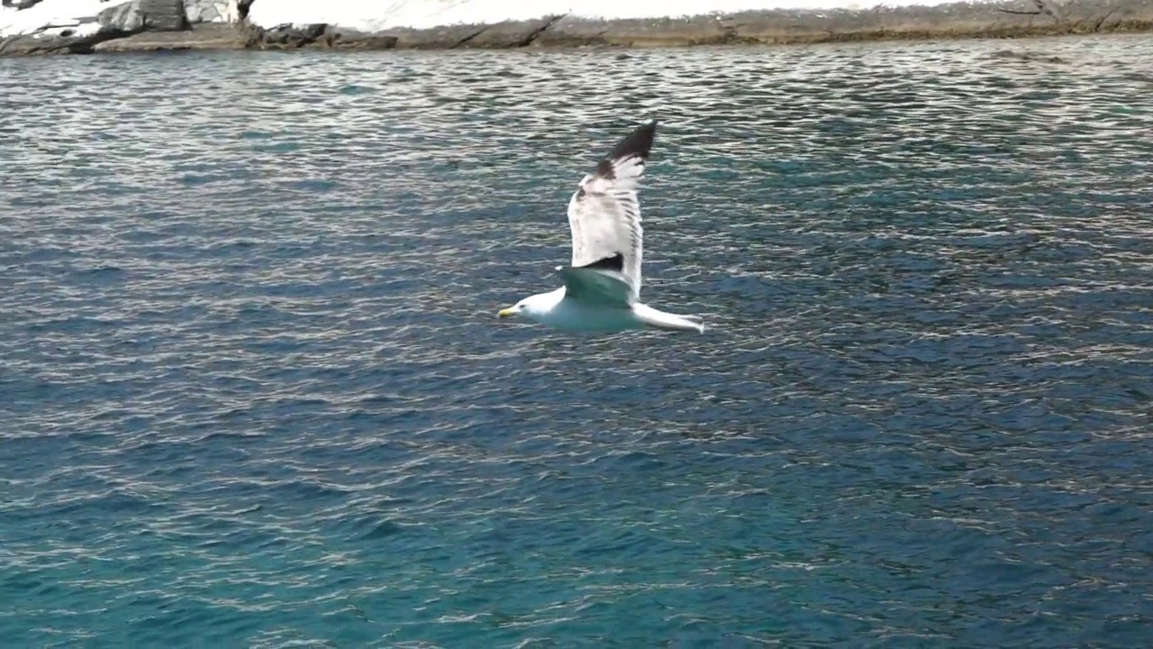 海鸥在海面上飞翔视频素材