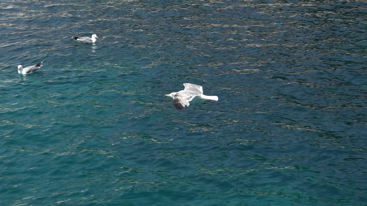 海鸥在海面上飞翔视频素材