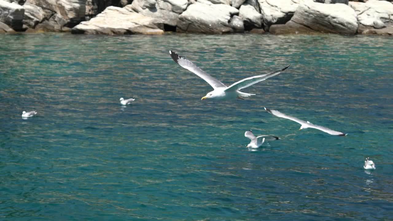 海鸥在海面上飞翔视频素材