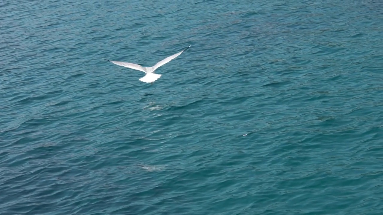 海鸥在海面上飞翔视频素材