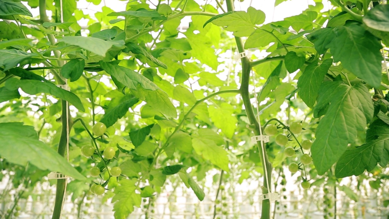 水培樱桃番茄农场。树枝上结着绿色的果实。大型温室视频素材