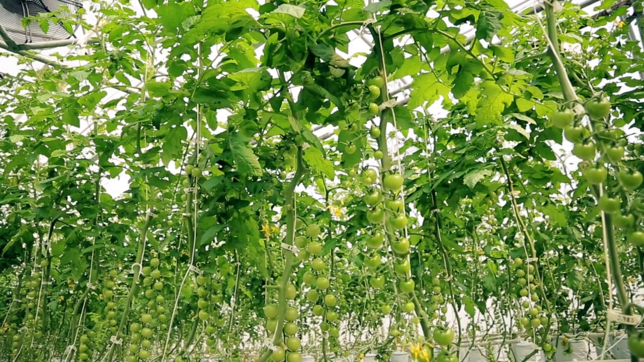 水培樱桃番茄农场。树枝上结着绿色的果实。大型温室视频素材