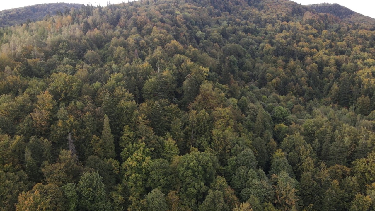 乌克兰喀尔巴阡山脉的风景:山上的森林视频素材