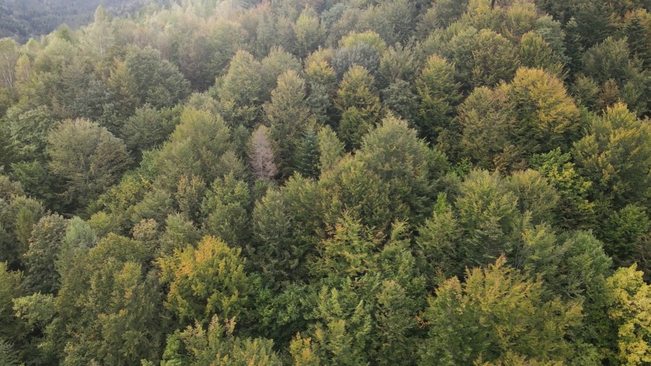 乌克兰喀尔巴阡山脉的风景:山上的森林视频素材