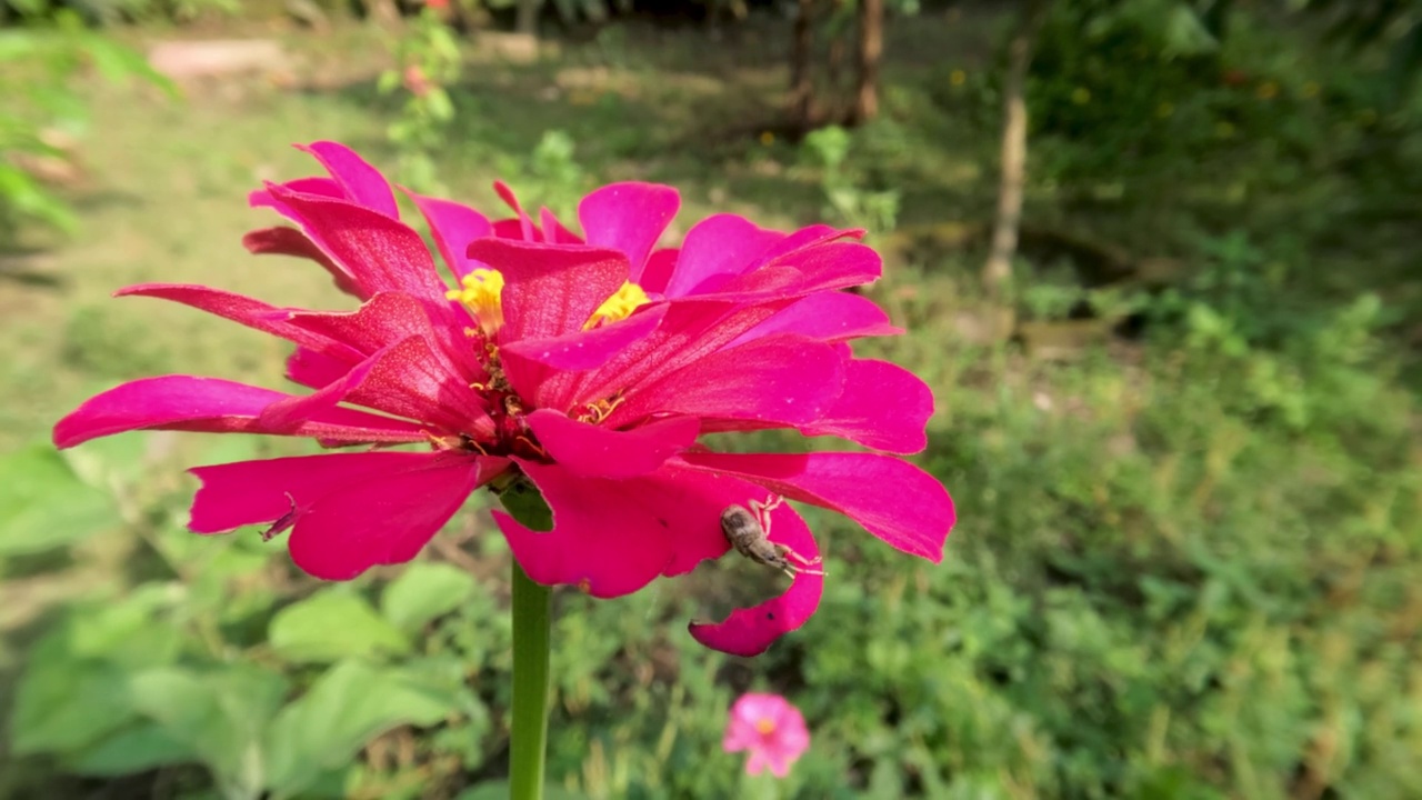 一朵盛开的红色百日菊，绿叶为背景视频素材