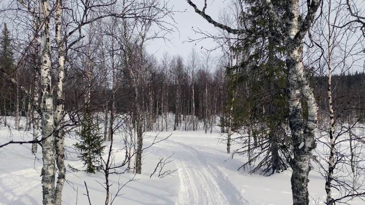 冬季森林的全景。美丽的冬季森林景观。白桦树和枞树矗立在白雪覆盖的小路中间。视频素材