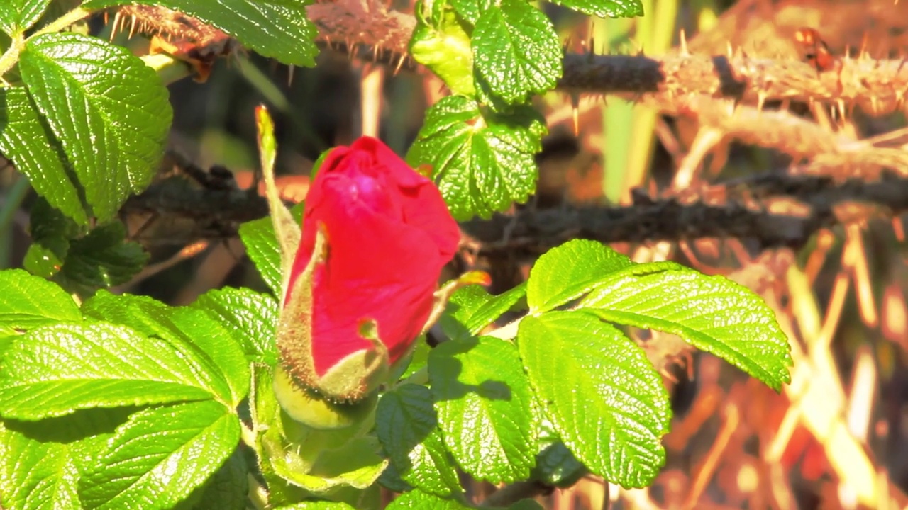 野玫瑰丛在正午的白色阳光下视频素材