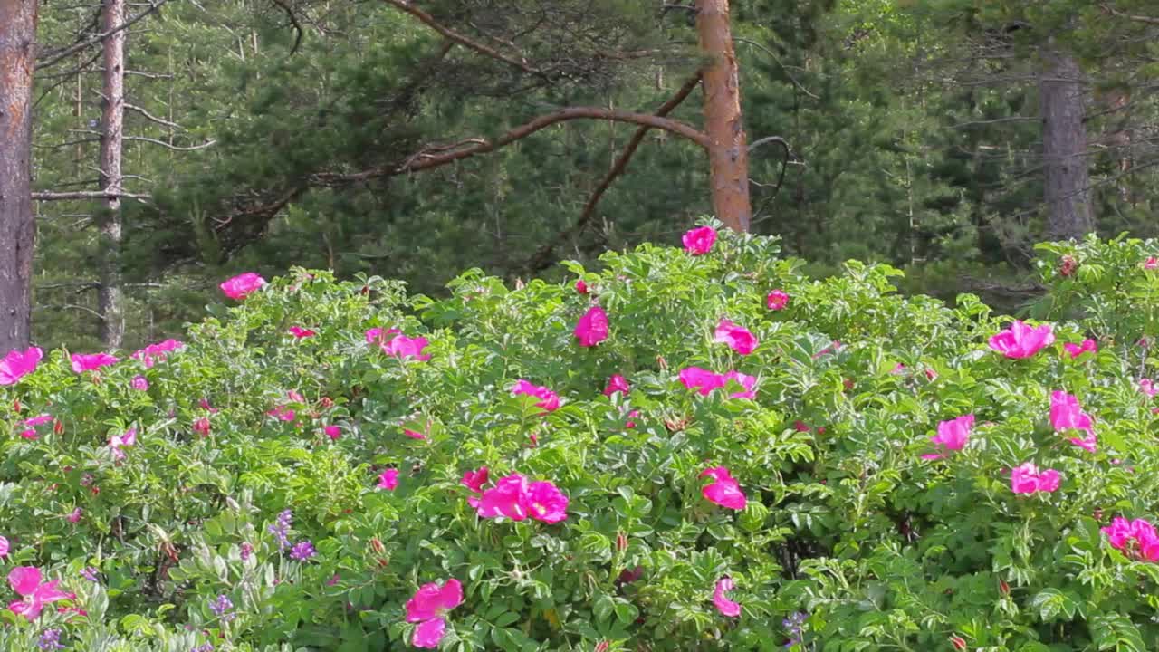 野玫瑰丛在正午的白色阳光下视频素材