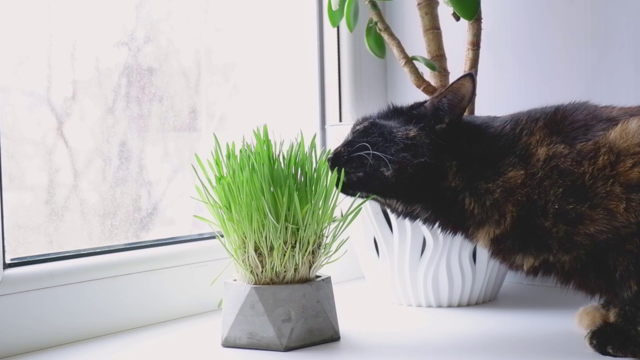 家养的黑猫和红猫在窗台上吃新鲜的草。视频素材