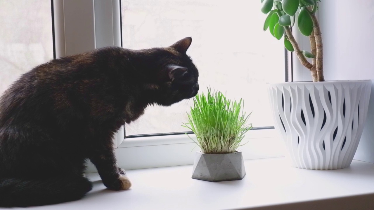 家养的黑猫和红猫在窗台上吃新鲜的草。视频素材