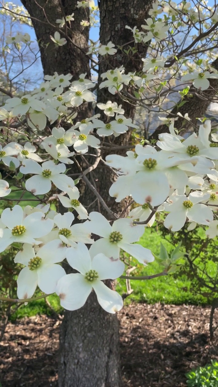 山茱萸花视频素材