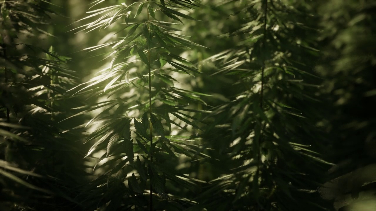 地里长着一丛丛大麻视频素材