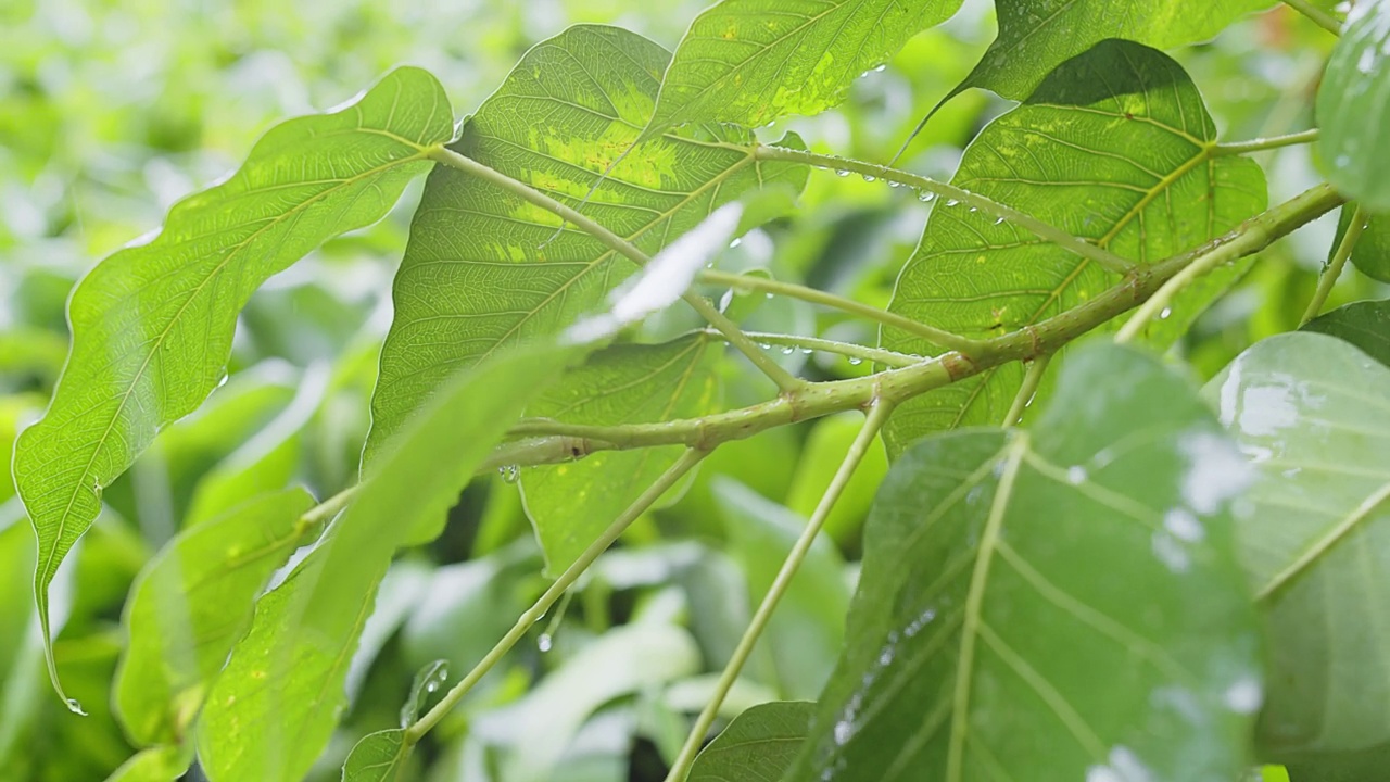 特写雨水滴在绿叶植物上，热带森林雨天，绿色自然生态理念视频素材