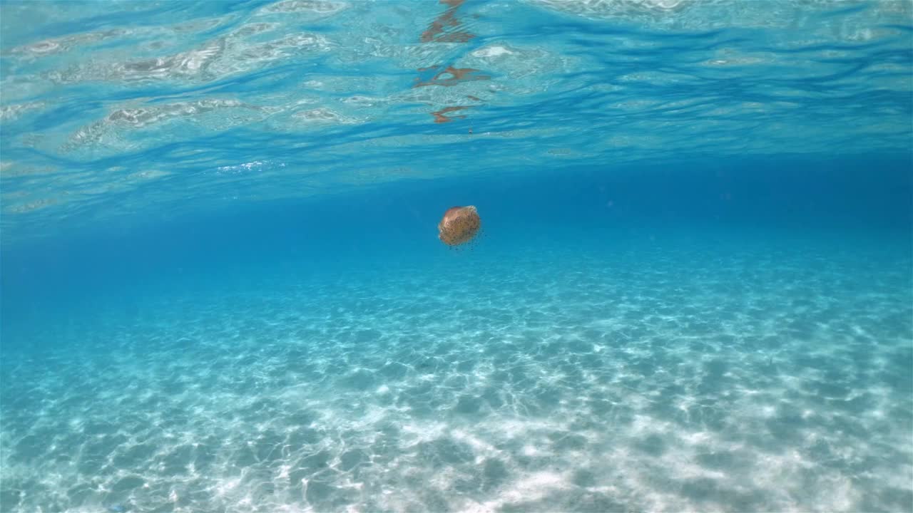 海里的水母视频素材