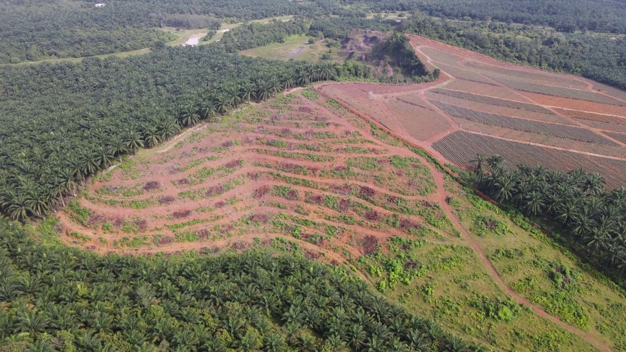 鸟瞰图梯田植山林视频素材