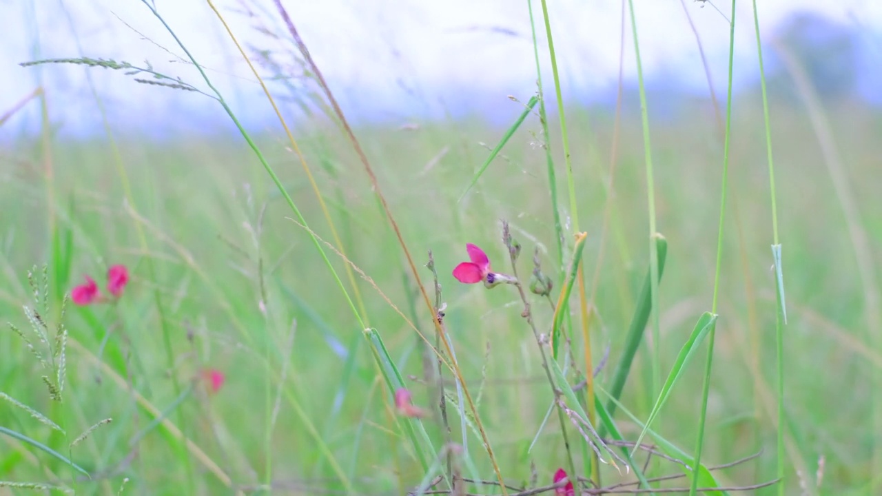 美丽的红粉红色的花草在风中吹在自然的田野背景。视频素材