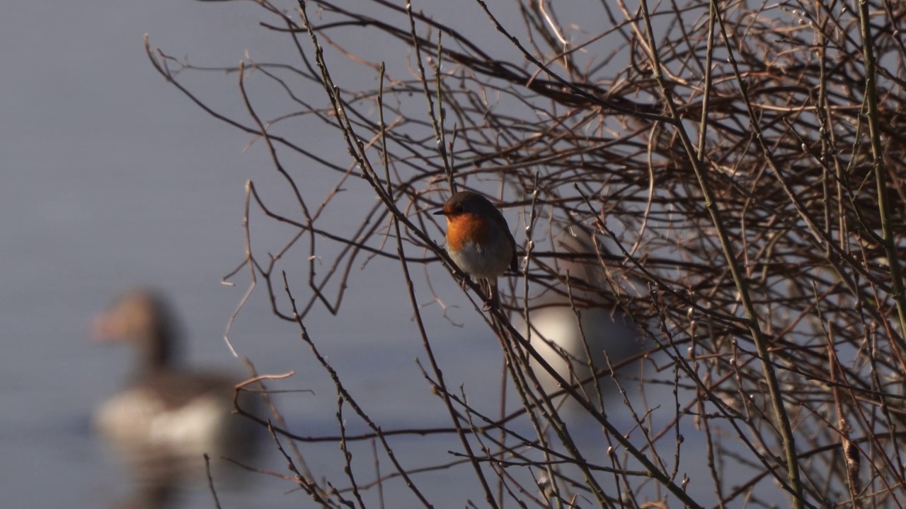 一只知更鸟(Erithacus rubecula)坐在树枝上，而鹅经过视频素材