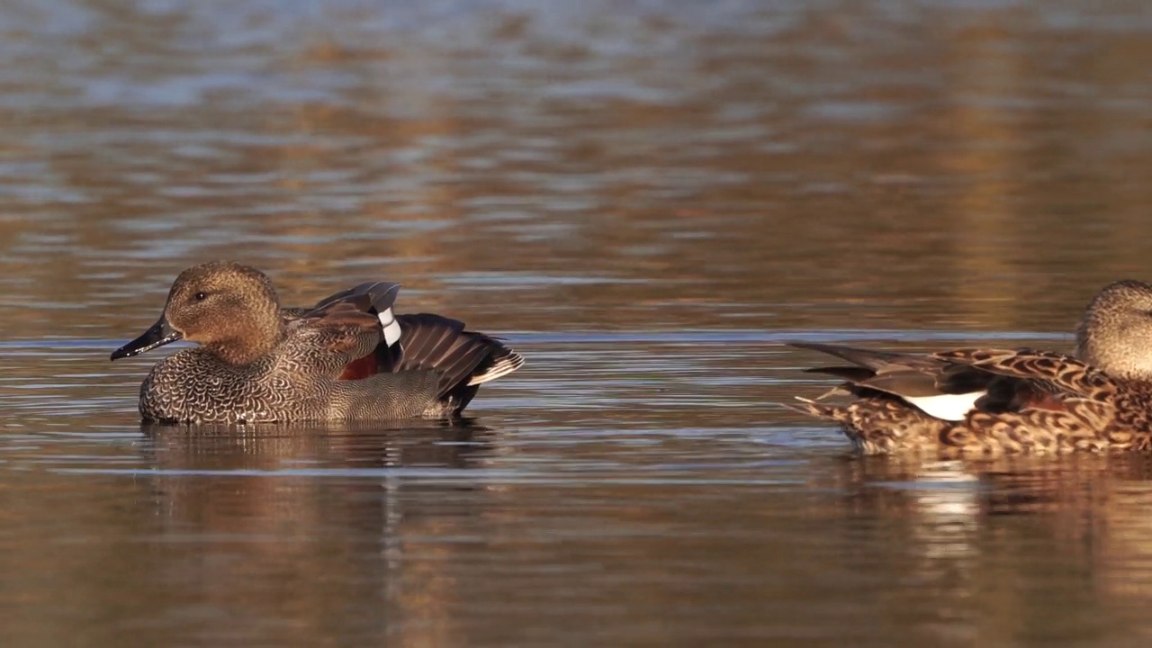 在晨光中的一对Gadwalls (Mareca strepera)视频素材