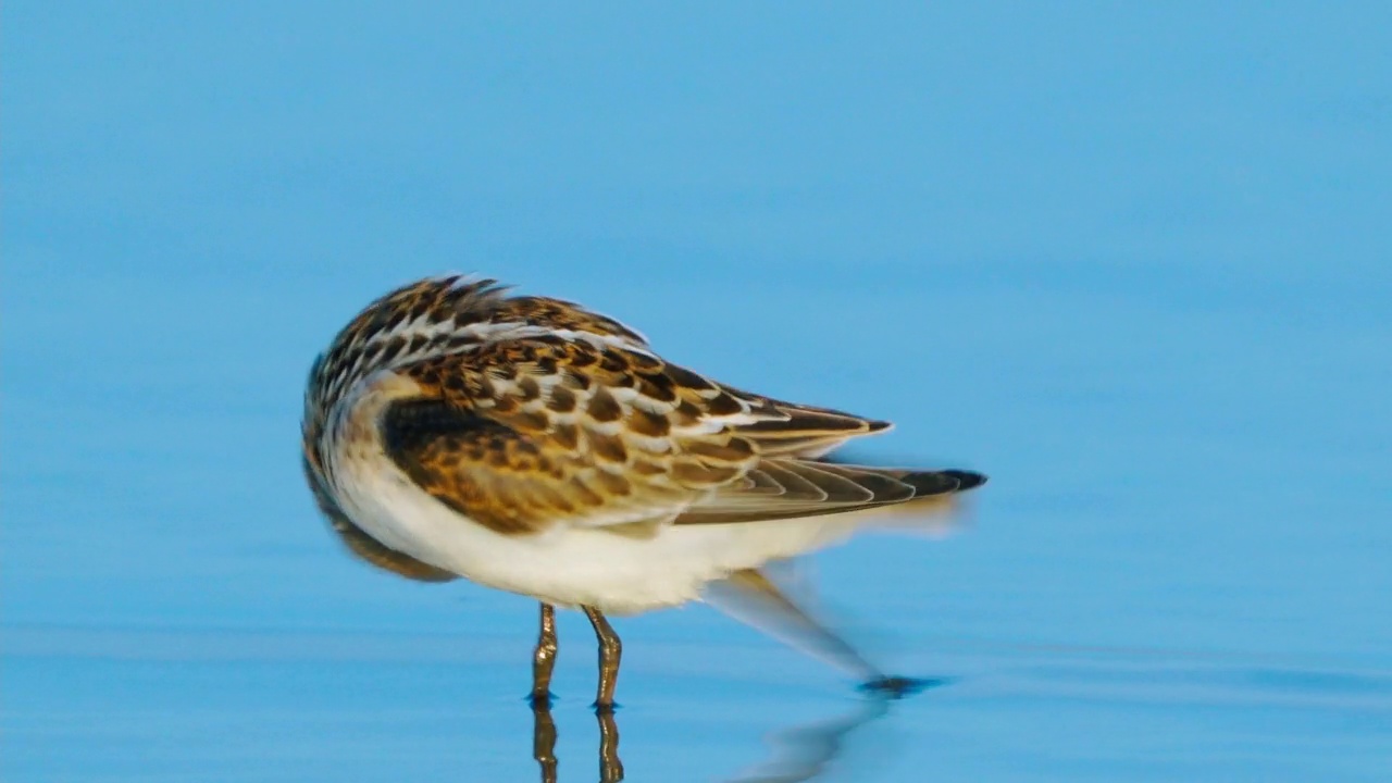 小鸟-小点(Calidris minuta)站在浅水和清洁它的羽毛在一个阳光明媚的夏日早晨。视频素材