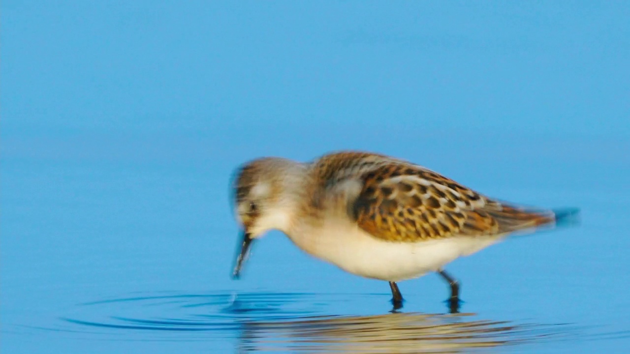 小鸟- Little定额(Calidris minuta)在浅水中散步，寻找食物，并在一个阳光明媚的夏日早晨吃它。视频素材