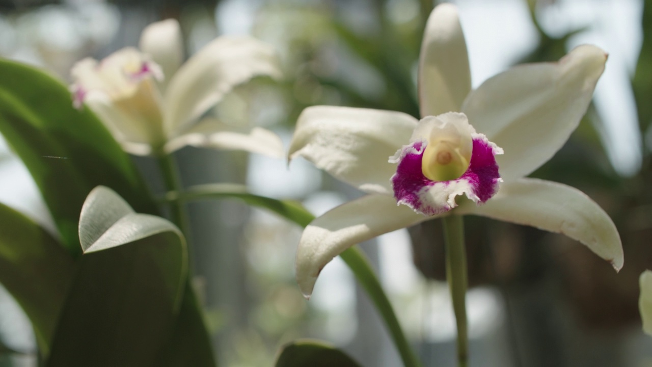 兰花植物学在花园里开花。视频素材