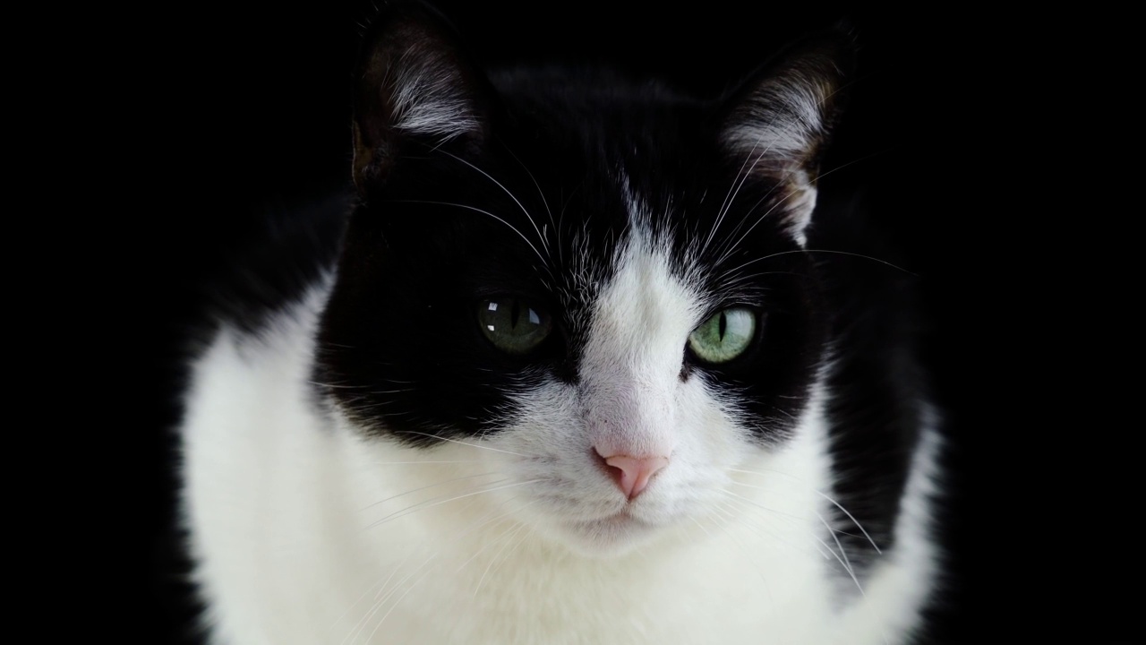 一只绿眼睛的猫视频素材