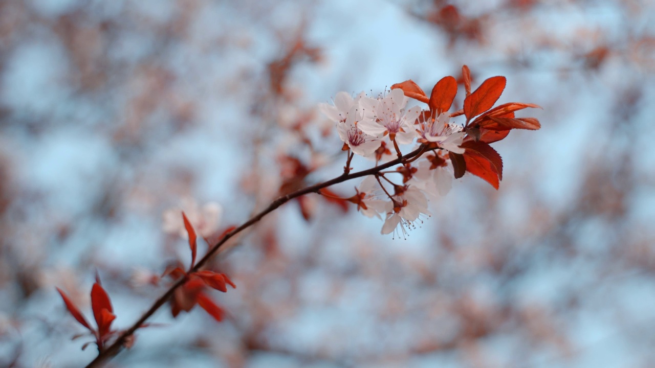 公园里开着美丽的樱花视频素材