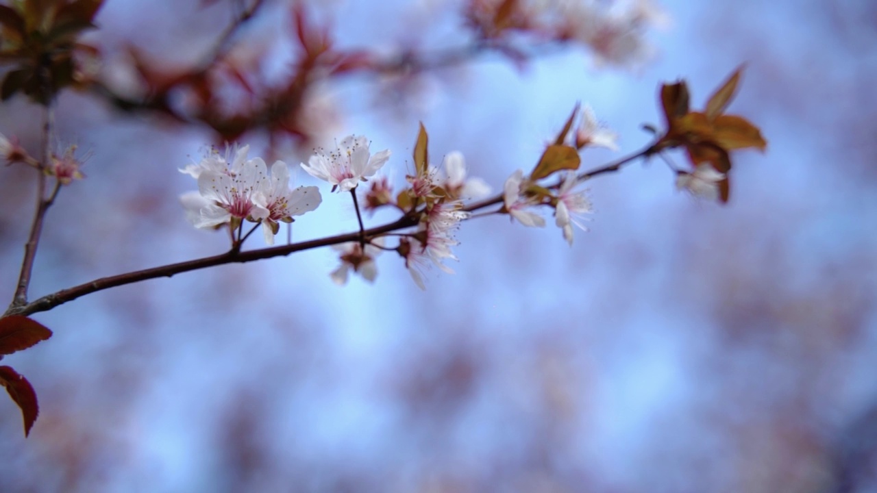 公园里开着美丽的樱花视频素材