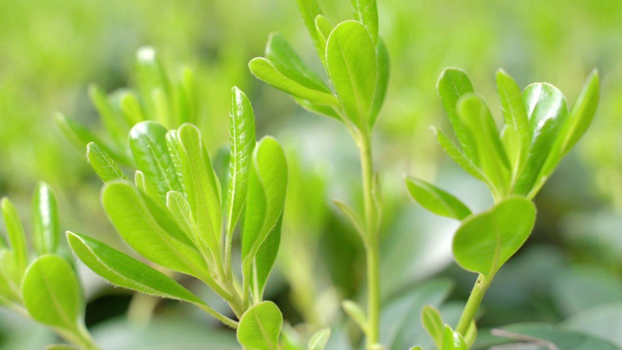 特写镜头茶树视频素材