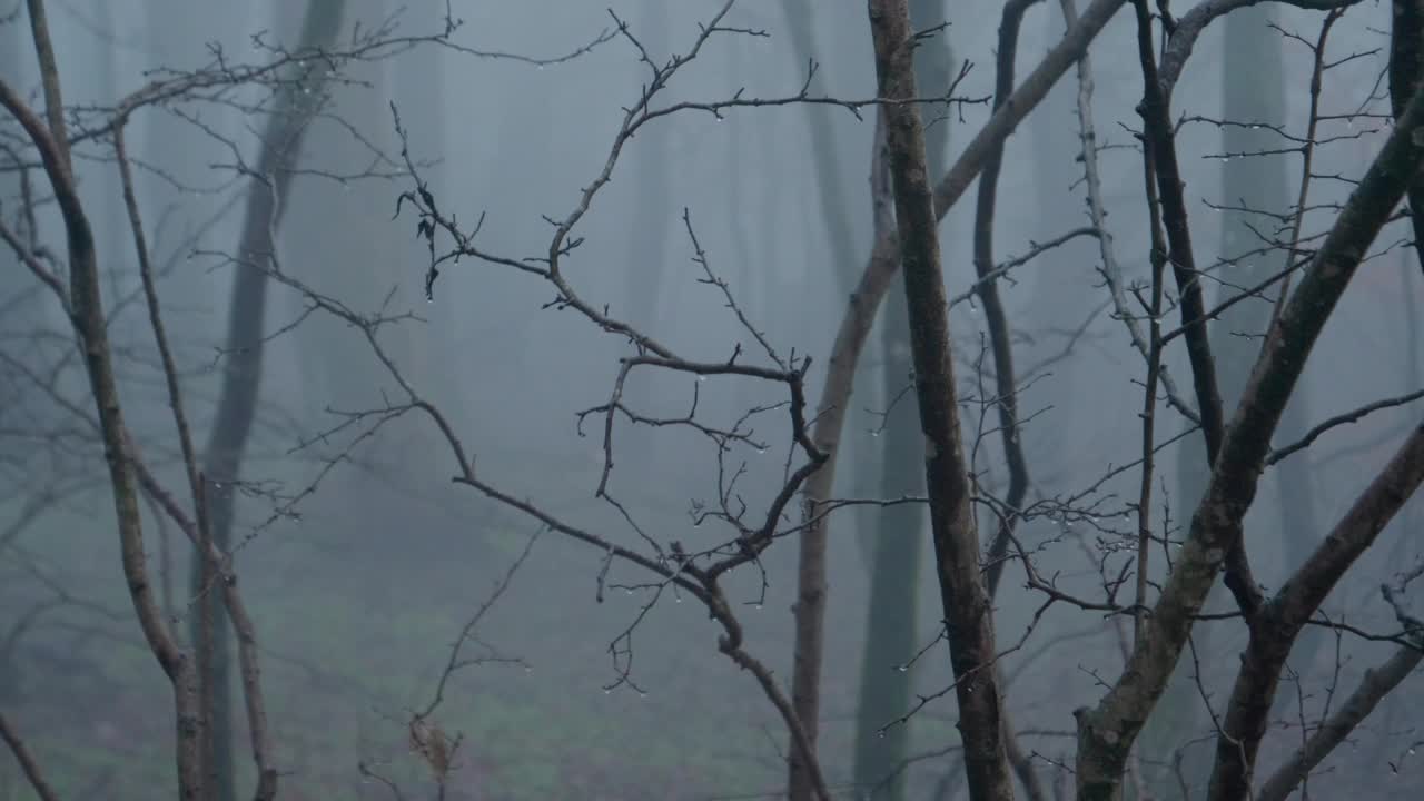 在雾蒙蒙的森林里，雨滴落在光秃秃的树枝上视频素材