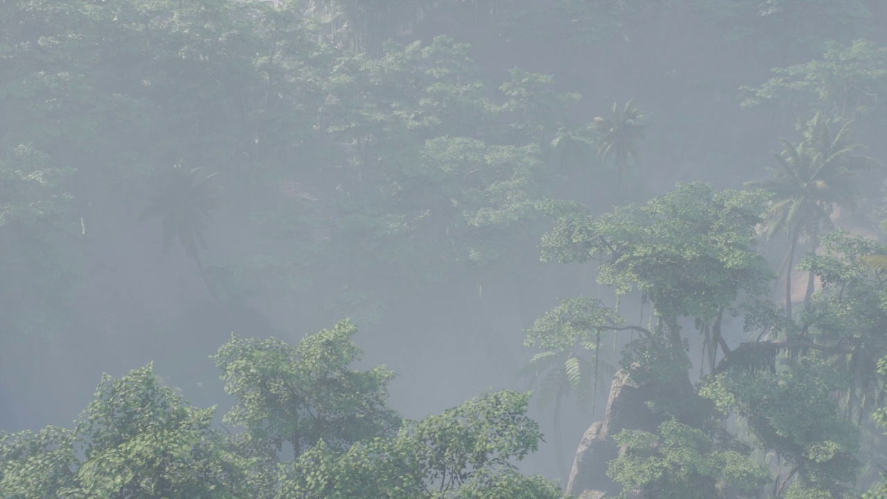 雾笼罩着丛林和雨林视频素材