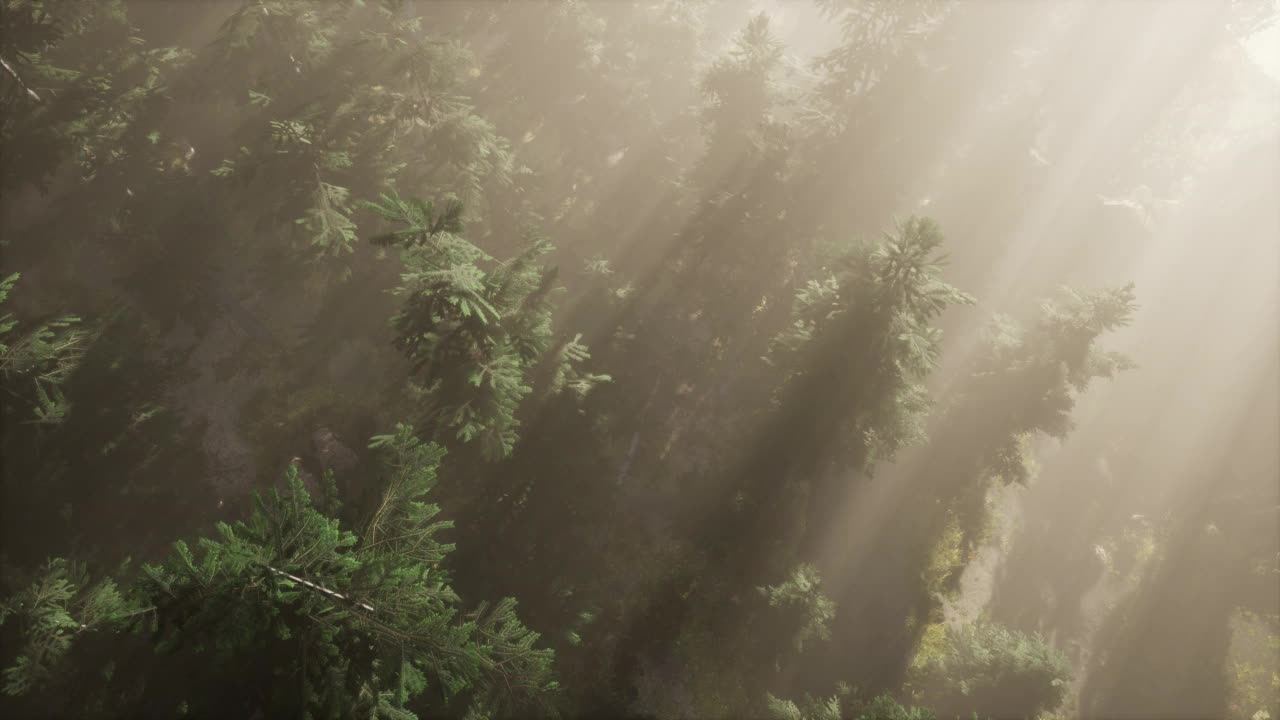 空中的阳光照射在雾蒙蒙的森林里视频素材