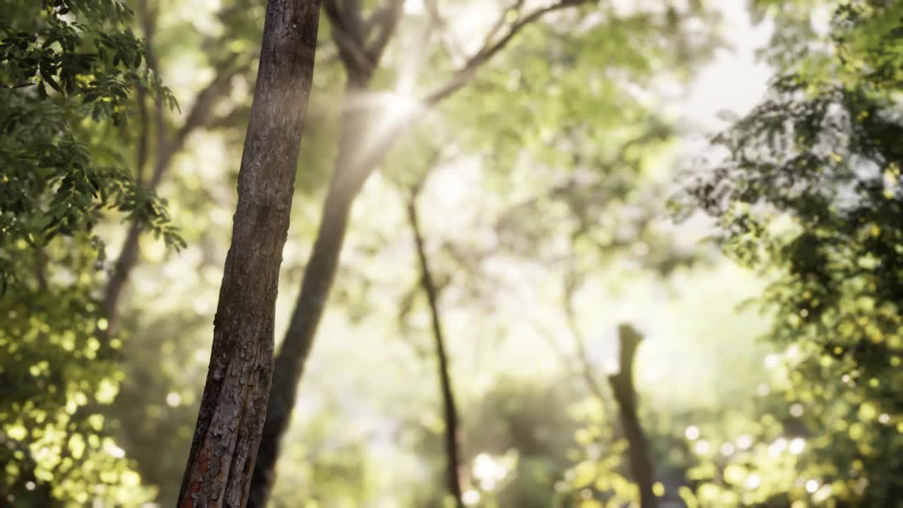 清晨有雾的森林视频素材