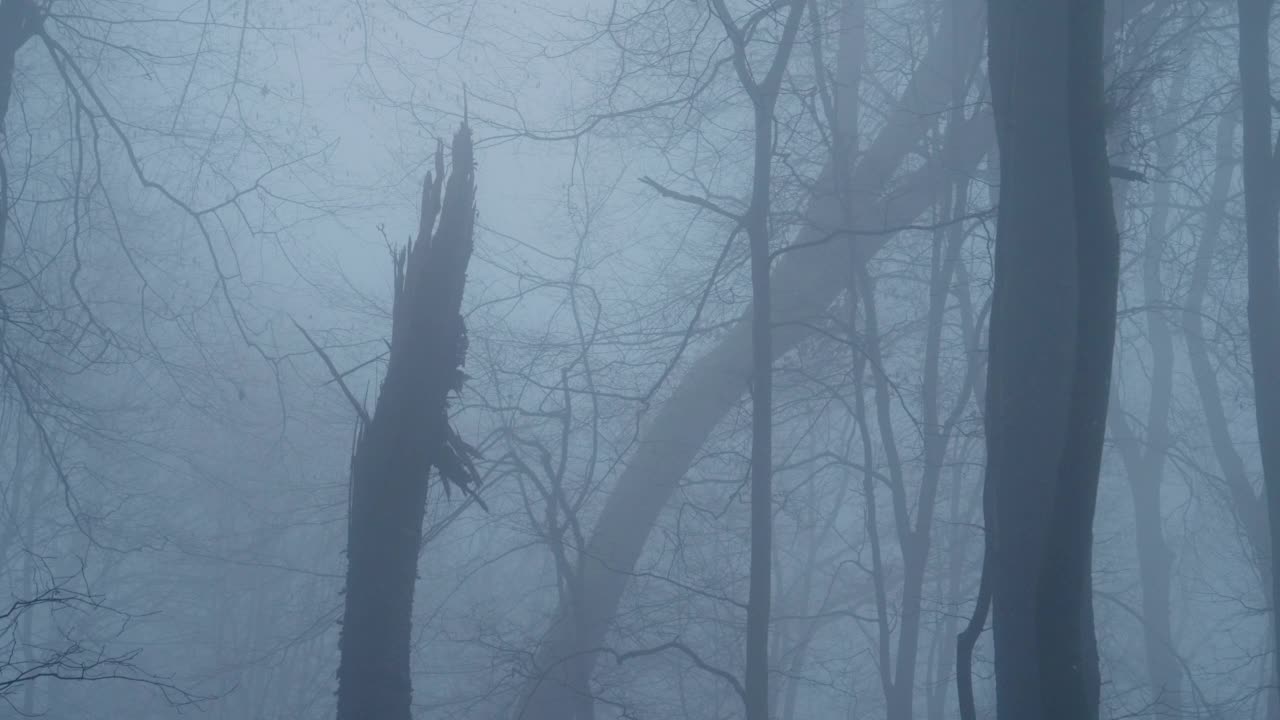 枯死的树干和倒下的树，在雾蒙蒙的林地里光秃秃的树视频素材