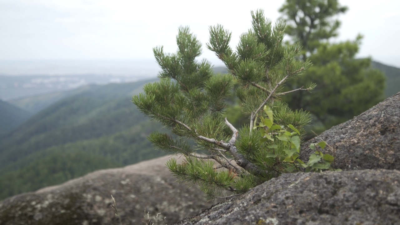 岩石上的针叶树树枝上的针叶。树梢和山林景观的鸟瞰图。迷雾森林和神奇的高山风景。松林是一种自然资源。视频素材