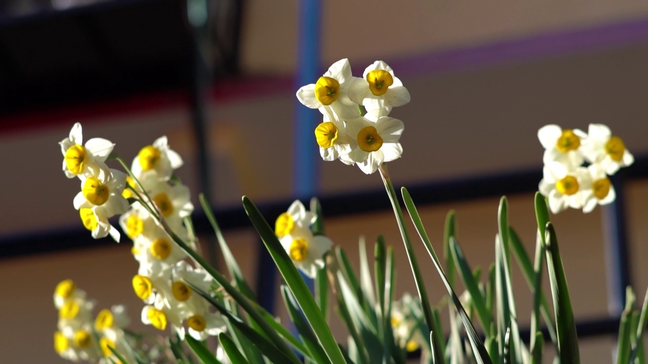 近距离拍摄的黄色水仙花在柔和的阳光下，也被称为水仙盛开在春天的马那利，喜马偕尔邦，印度视频素材