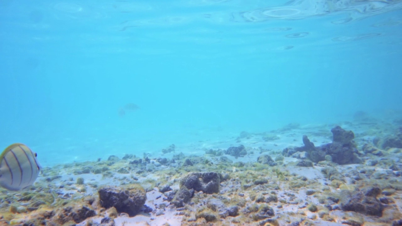 鱼在海里游泳视频素材