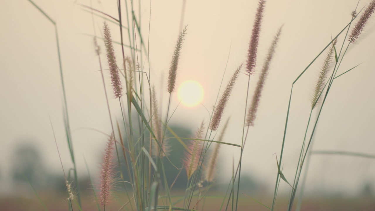 背景移动的草，夕阳的光。视频素材