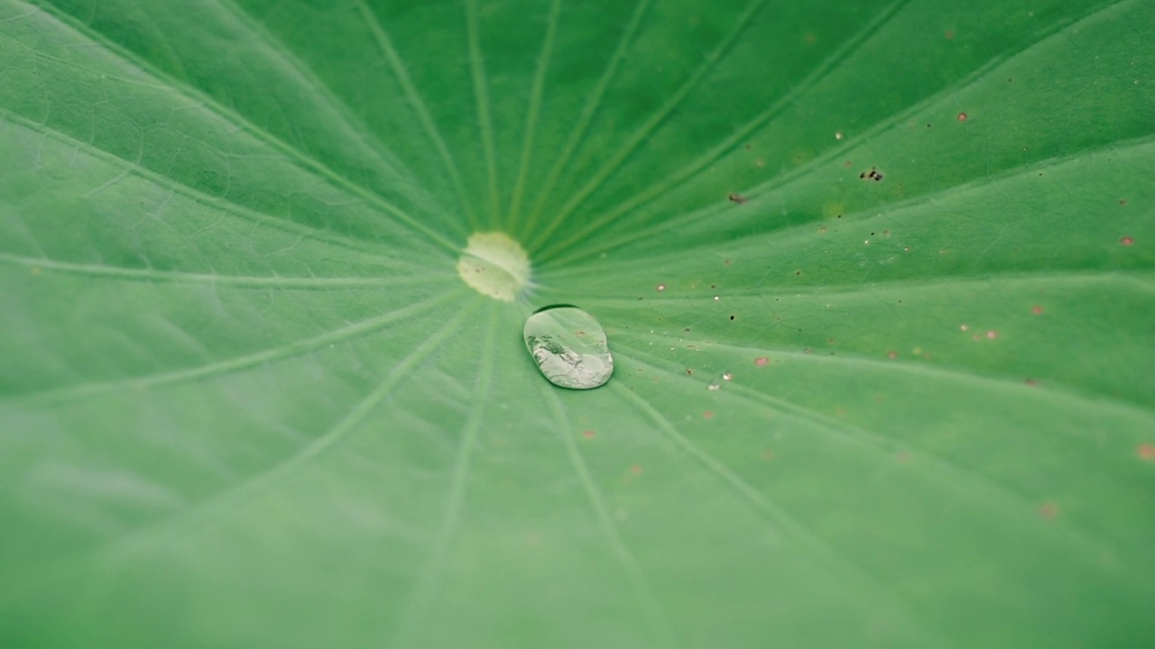 雨落在荷叶上，在池塘里视频素材