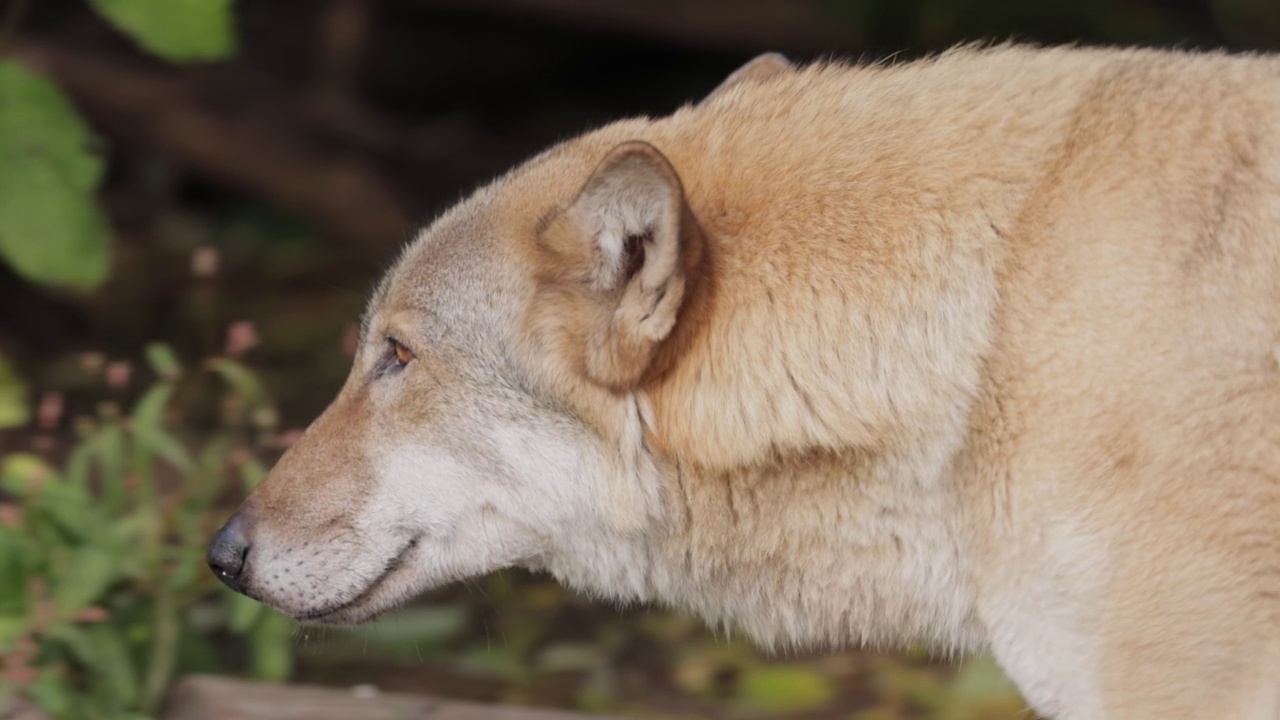 狼(Canis lupus)，也被称为灰狼，是现存的最大的犬科成员。狼是犬类中最大的野生成员。视频素材