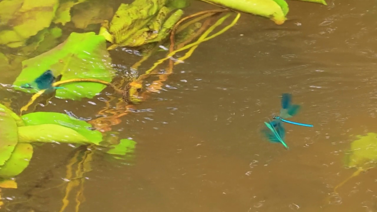 美丽的处女座凤仙鸟(Calopteryx virgo)是一种欧洲豆娘，属于凤仙鸟科。它经常在水流湍急的水域被发现，那里是它最自在的地方。视频素材