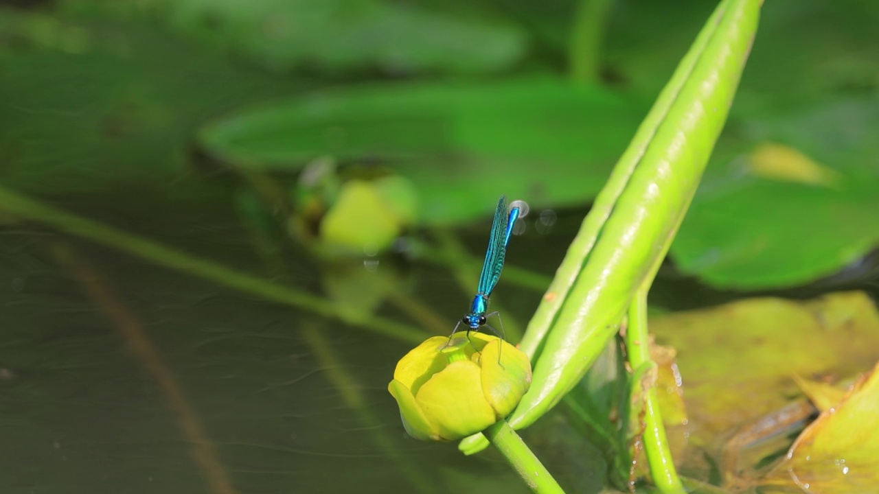 美丽的处女座凤仙鸟(Calopteryx virgo)是一种欧洲豆娘，属于凤仙鸟科。它经常在水流湍急的水域被发现，那里是它最自在的地方。视频素材