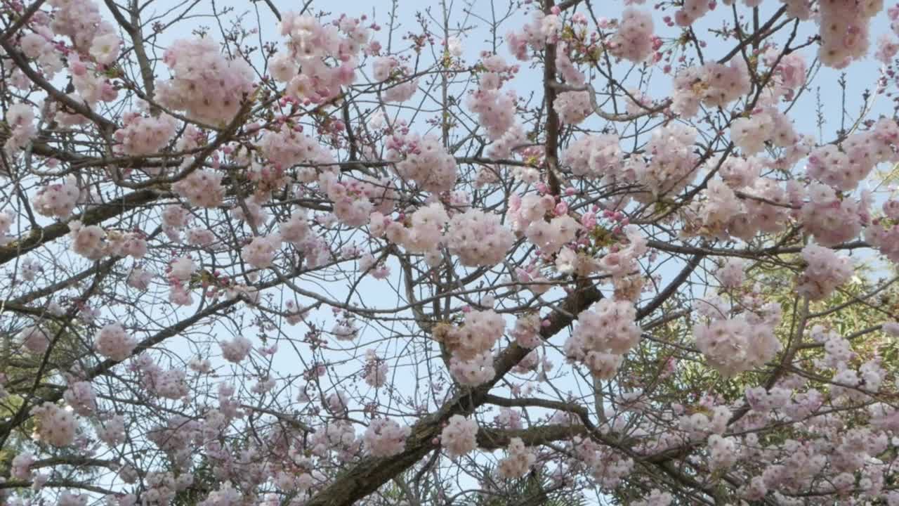 樱花树开，樱花在晴天开视频素材