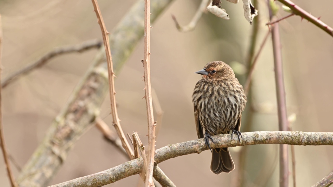 成年红翅(Turdus iliacus)，栖息在树上，不列颠哥伦比亚省，加拿大视频下载