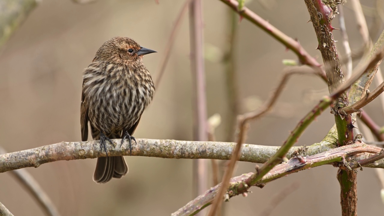 成年红翅(Turdus iliacus)，栖息在树上，不列颠哥伦比亚省，加拿大视频下载