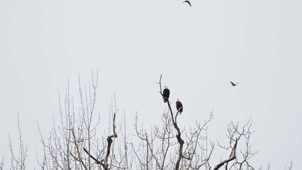 在不列颠哥伦比亚省弗雷泽山谷，秃鹰坐在树上(Haliaeetus leucocephalus)视频下载