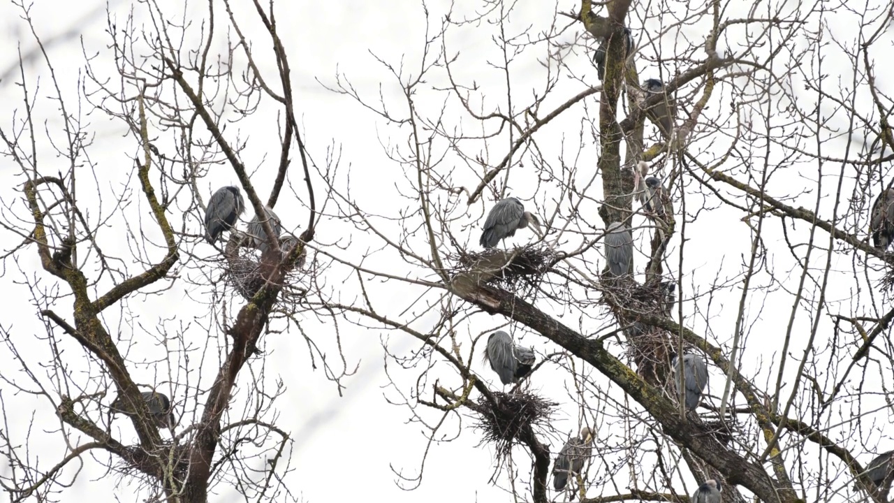 大蓝鹭(Ardea herodias)，在树上筑巢，不列颠哥伦比亚省视频下载