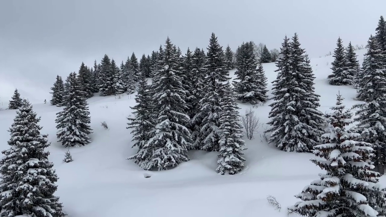 白雪覆盖的山与松树在冬天视频素材